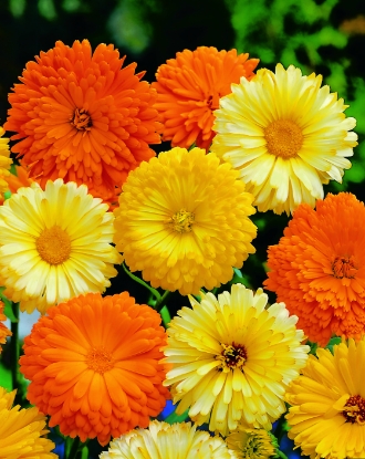 Picture of Calendula - Art Shades Mixed
